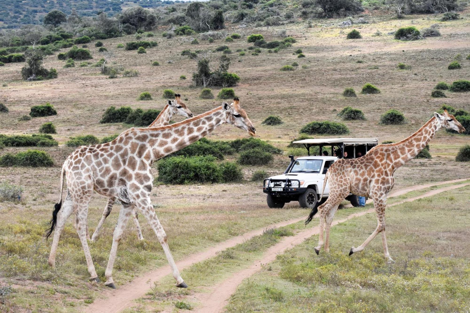 Zuurberg Mountain Village Addo Exteriör bild